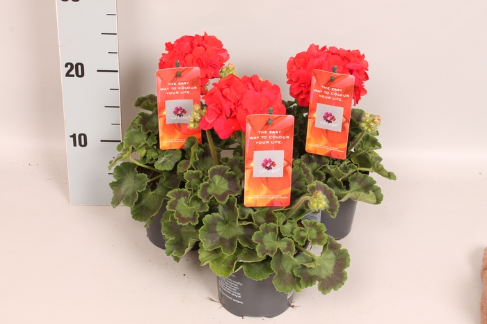 <h4>Pelargonium Calliope M Scarlet Red</h4>