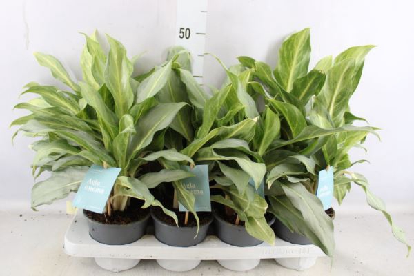 <h4>Aglaonema   ...</h4>