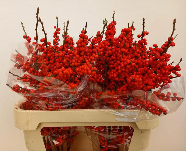 <h4>Ilex verticillata brit buys</h4>