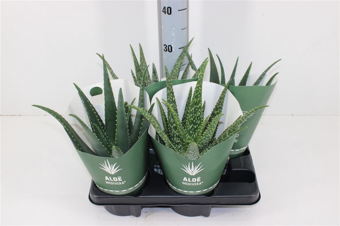<h4>Aloe Medivera Mix P14</h4>