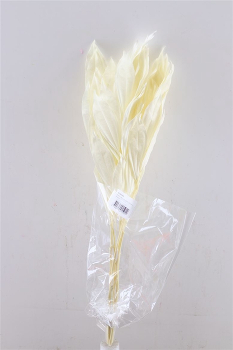 <h4>Pres Euca Cocculus Leaves Bleached Per Bunch</h4>