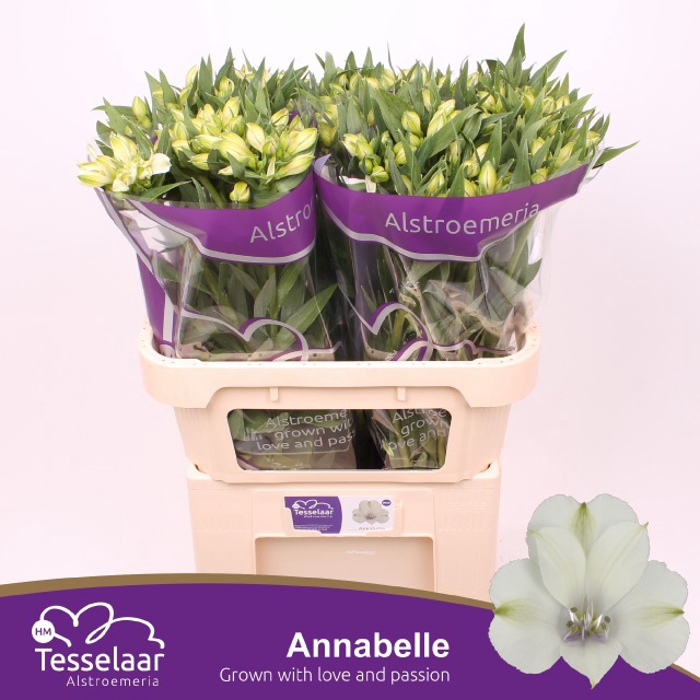 <h4>Alstroemeria annabelle</h4>
