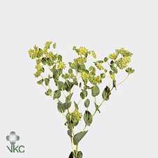 <h4>Bupleurum Griffithii</h4>