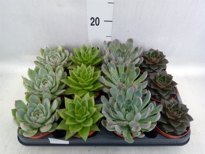 <h4>Echeveria   ...mix</h4>
