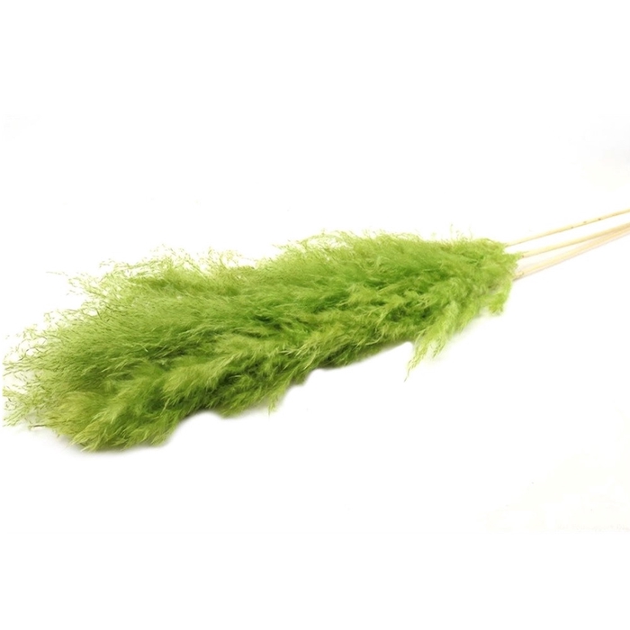 <h4>Droogbloem Pampas Dadang 120cm x5</h4>