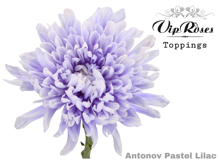 <h4>Chr G Vip Antonov Pastel Lilac</h4>