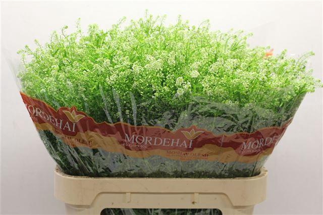 <h4>Thlaspi green bell</h4>