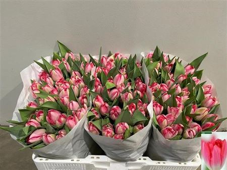 <h4>Tu Du Up Pink</h4>