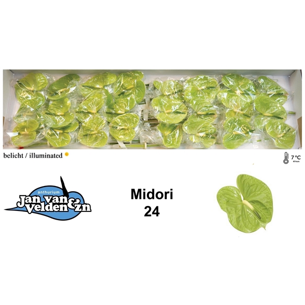 <h4>Midori 40</h4>