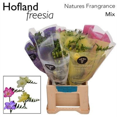 <h4>Freesia si mix in bunch</h4>