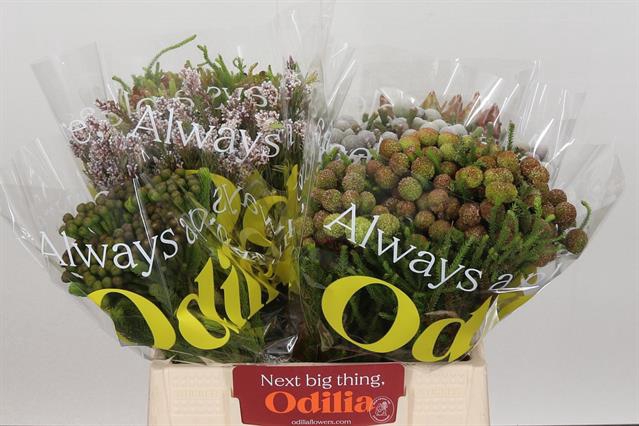 <h4>Cape green mix in bucket</h4>