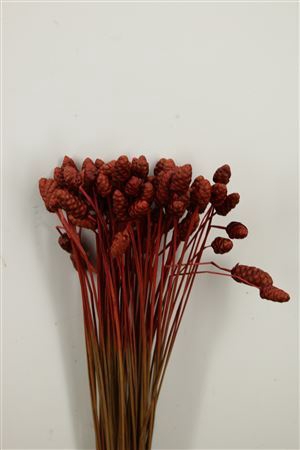 <h4>Dried Acacia Red Bunch</h4>