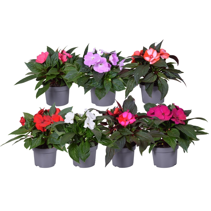 <h4>Impatiens NG mixkar</h4>