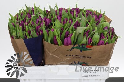 <h4>Tulipa si purple prince</h4>