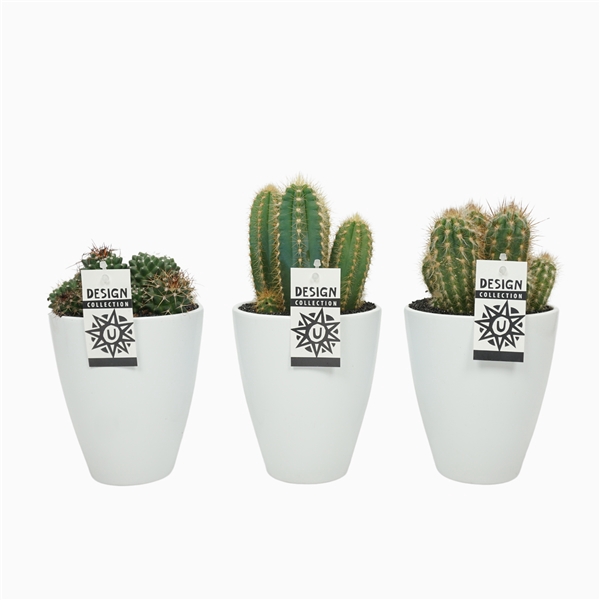 <h4>Cactus 12 cm. in ronde pot `chic` met etiket</h4>