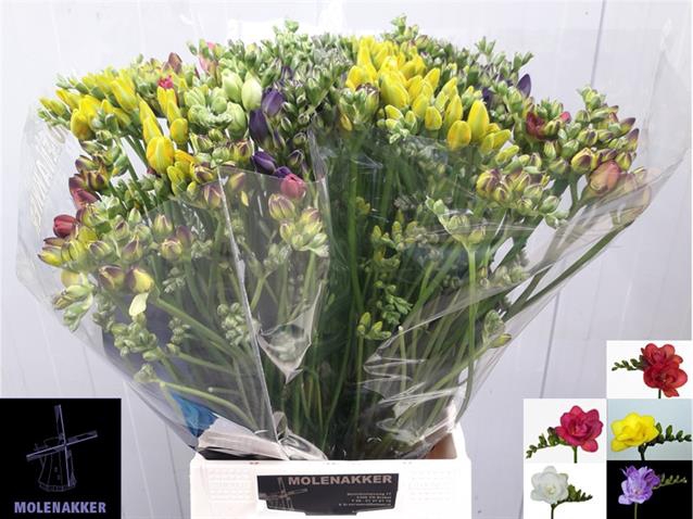 <h4>Freesia do mix</h4>