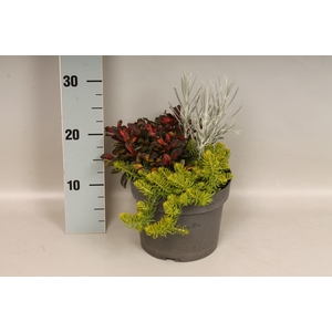vaste planten 19 cm  Alternanthera, Helichrysum, Sedum
