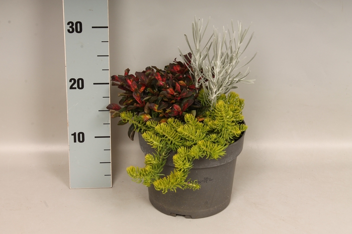 vaste planten 19 cm  Alternanthera, Helichrysum, Sedum