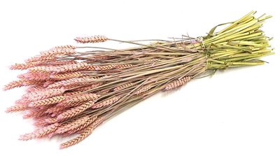 <h4>Triticum per bunch frosted pink</h4>