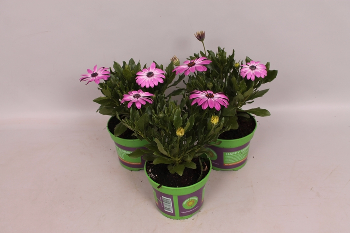 <h4>Osteospermum Cape Daisy® Pink Bicolor</h4>