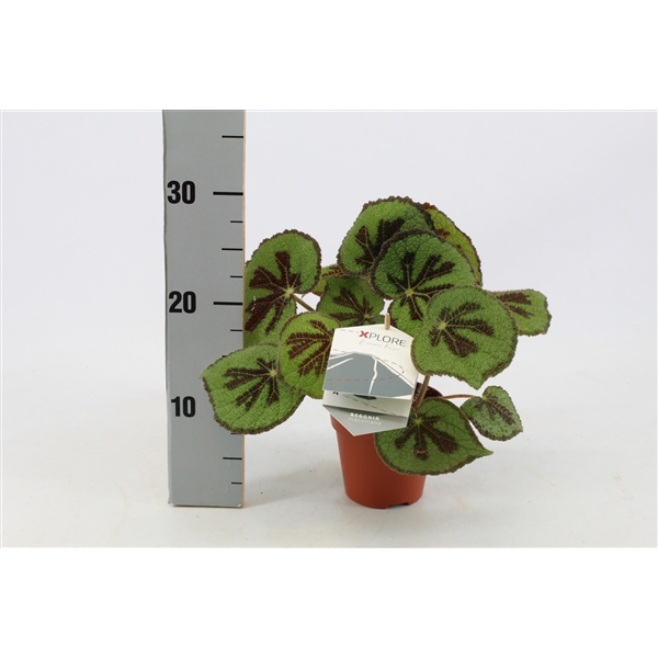 <h4>Begonia Masoniana Rock 12cm Duits etiket</h4>