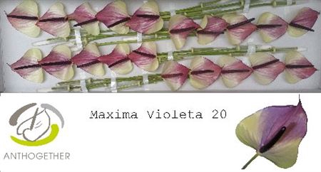 <h4>Anth A Max Violeta 20</h4>