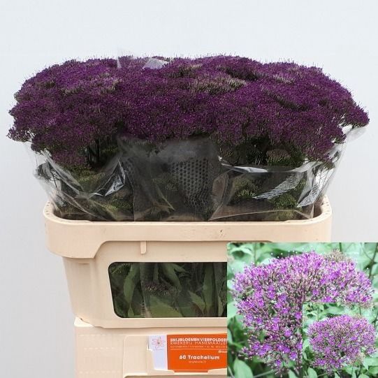 <h4>Trachelium purple lake michigan</h4>