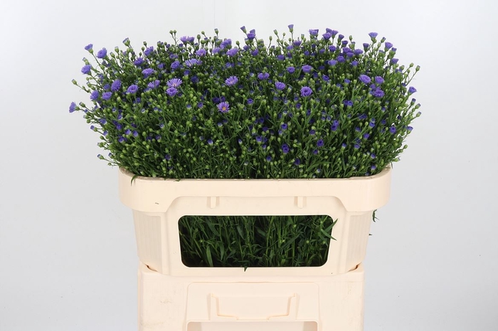 <h4>Aster Casamare</h4>