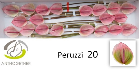 <h4>Anthurium peruzzi</h4>
