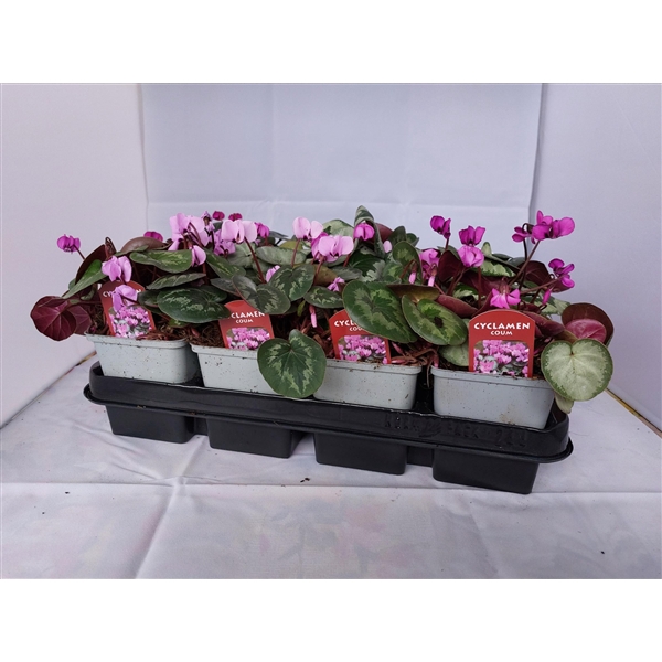 <h4>Cyclamen coum (gemengd)</h4>