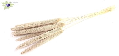 <h4>Babala on natural stem frosted white</h4>
