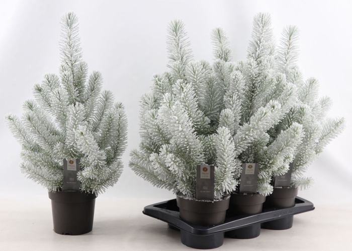<h4>Pinus pinea Silver Crest</h4>