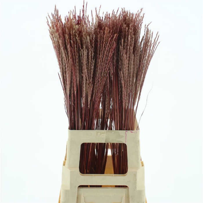 Jute, brown string, 100g - Bonsai Tree (Pty) Ltd.
