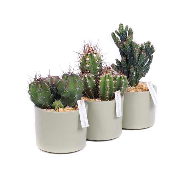 <h4>Cactus 10,5 cm in light khaki cilinder pot met grind en etiket</h4>