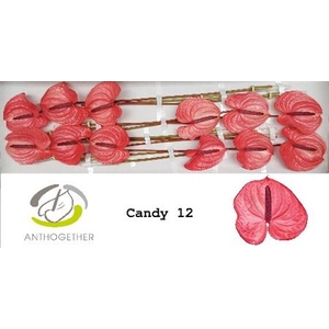 Anth A Candy 12