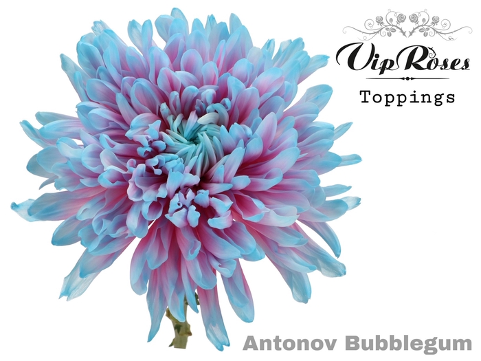 <h4>Chr G Vip Antonov Bubblegum</h4>