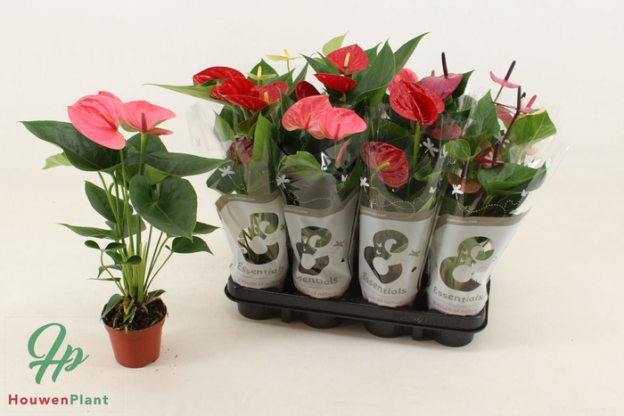 <h4>Anthurium Andreanum Grp gemengd 4 k</h4>