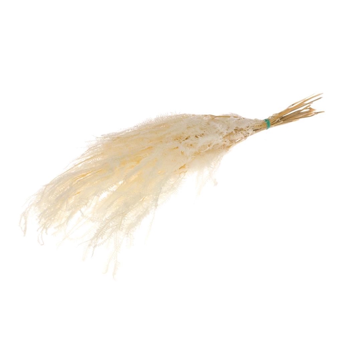 <h4>Helecho preserved bleached white</h4>