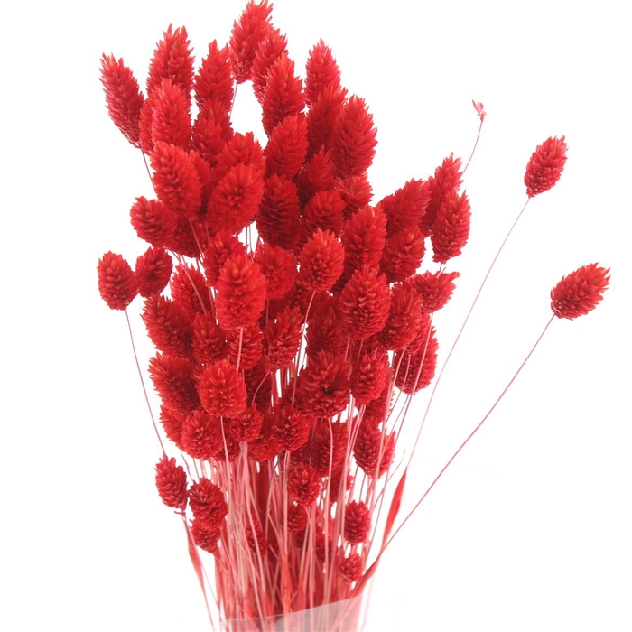 <h4>Dried Phalaris Light Red</h4>
