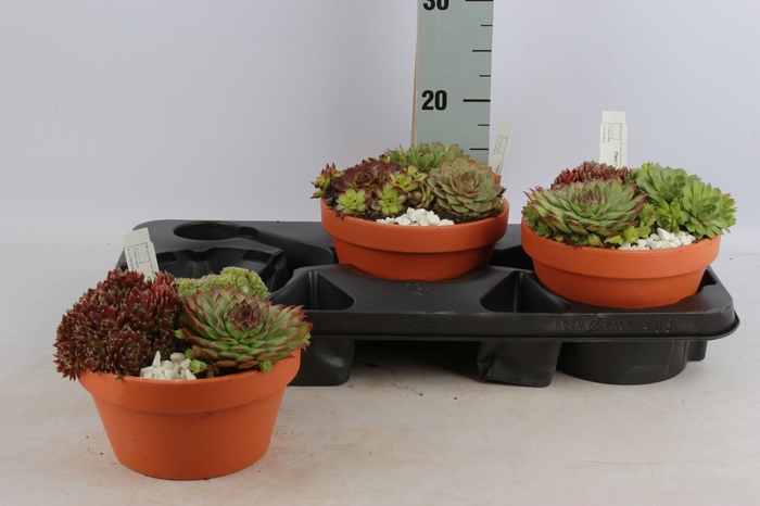 <h4>Arrangementen Sempervivum</h4>