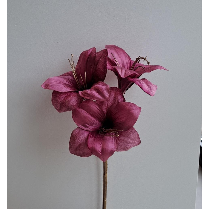 <h4>Af Amaryllis X3 L57cm Magenta</h4>