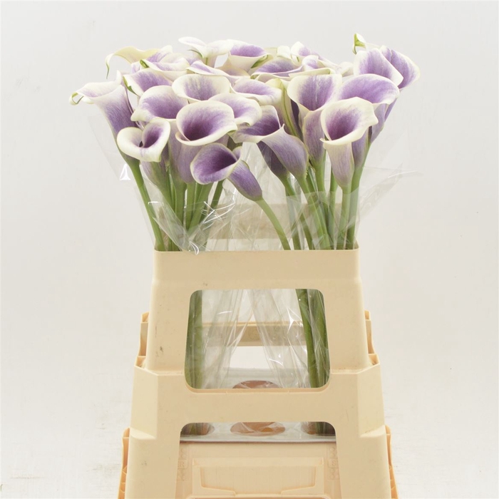 <h4>Zantedeschia picasso</h4>