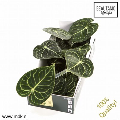 <h4>Leaf anthurium clarinervium</h4>