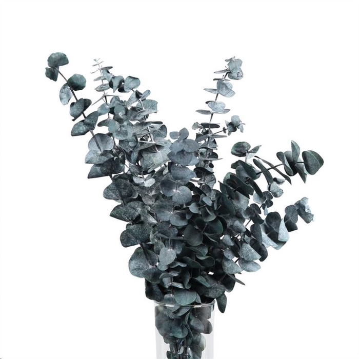 <h4>Baby Blue Gepreserveerd</h4>