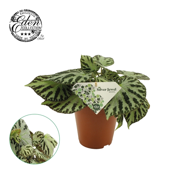 <h4>Begonia Silver Jewell 15cm</h4>