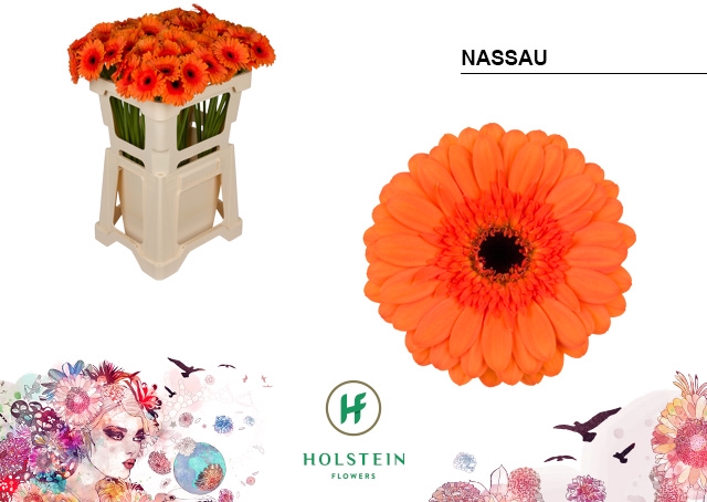 <h4>GE MI NASSAU</h4>