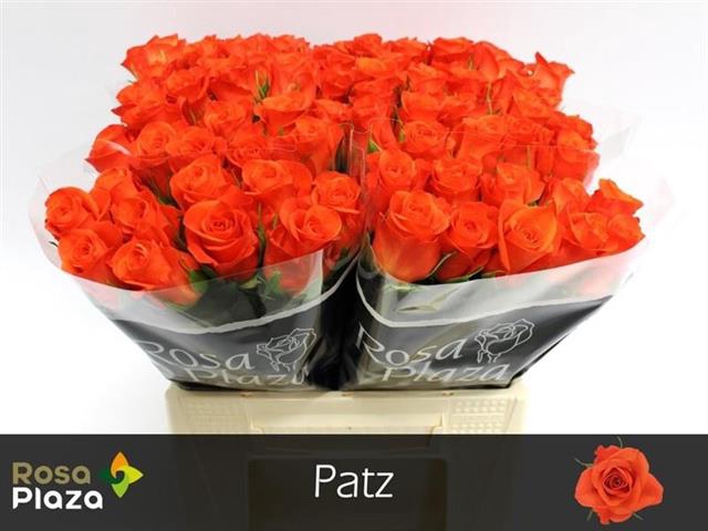 <h4>R GR PATZ</h4>