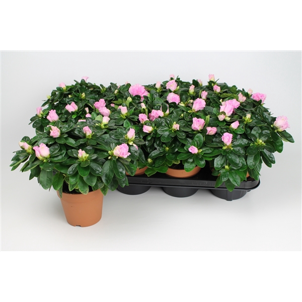 <h4>Azalea 12 cm roze - Basic</h4>