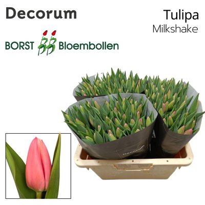 <h4>Tulipa si milkshake</h4>