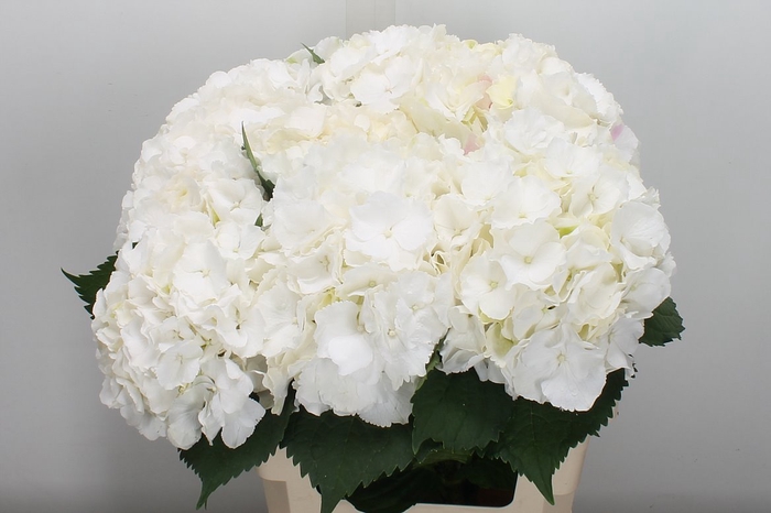 <h4>Hydr M White Verena 60cm</h4>